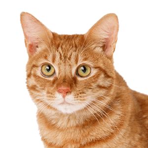 appinventor.ai_wilkerjuan.GatoVirtual
